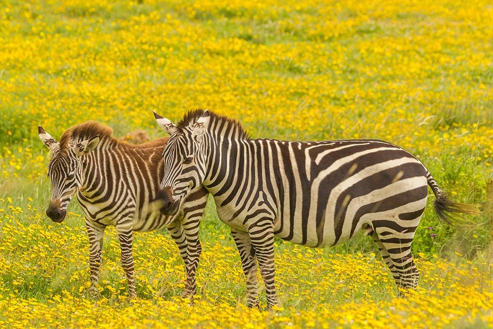 Africa-Tanzania-Ngorongoro Crater Plains zebra adult and young in flower field  art print by Jaynes Gallery for $57.95 CAD